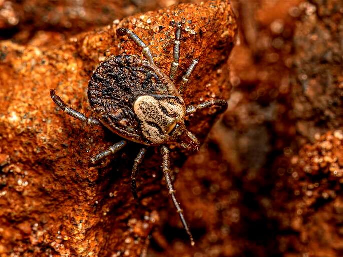 Carrapato do gênero Amblyomma