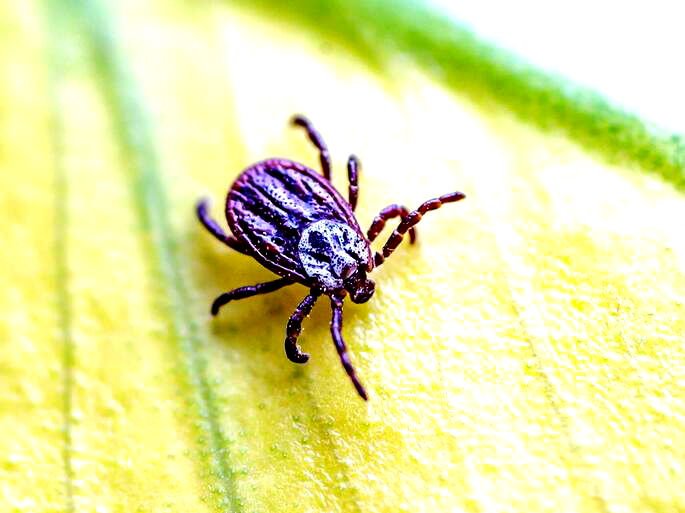 Carrapato do gênero Ixodes