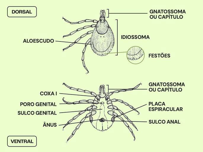 Morfologia do carrapato