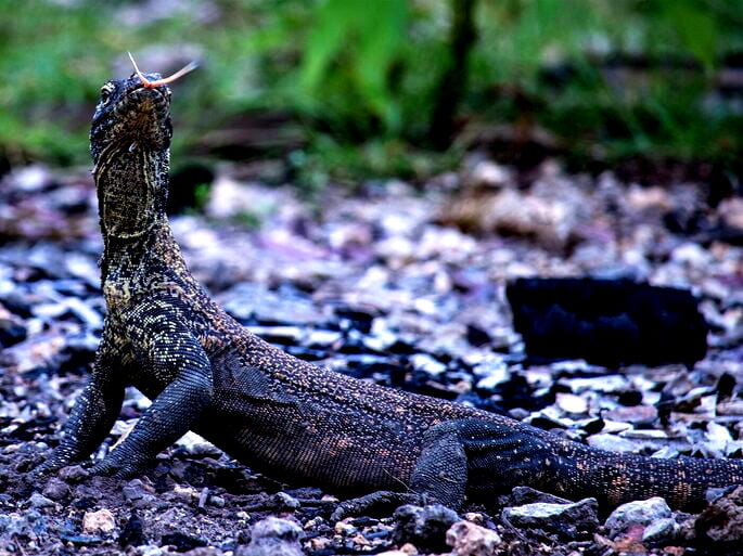 Filhote de Dragão-de-komodo