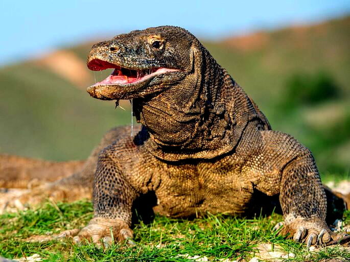 Baba do dragão-de-komodo