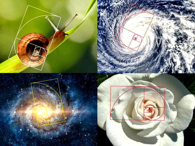 Proporção Áurea na Natureza