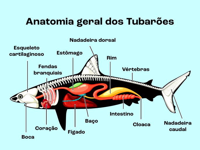 anatomia básica dos tubarõe